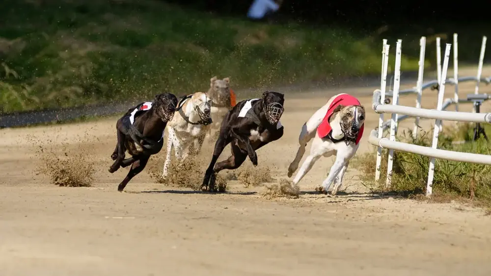 Aposta em Corrida de Cachorro
