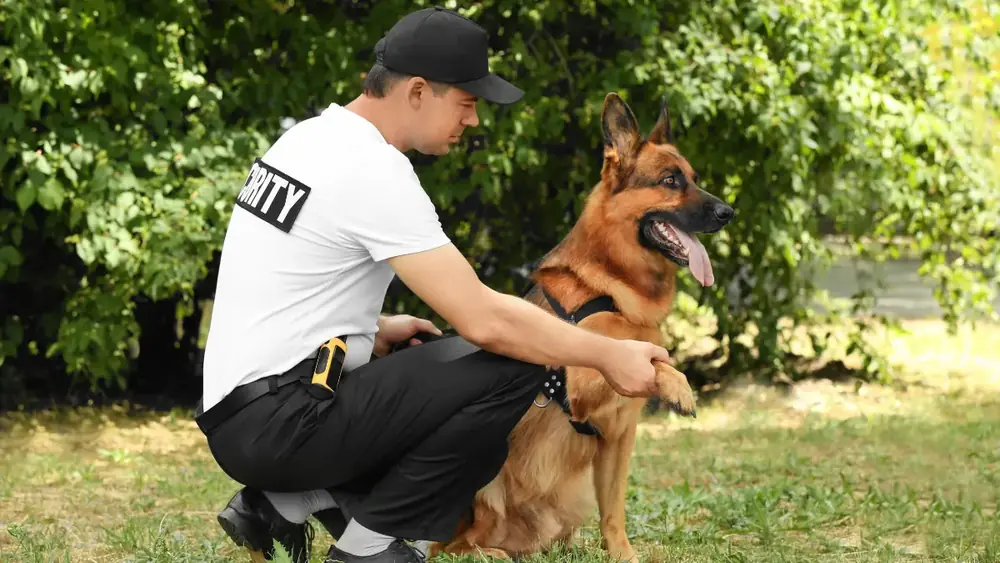 Cão de Guarda