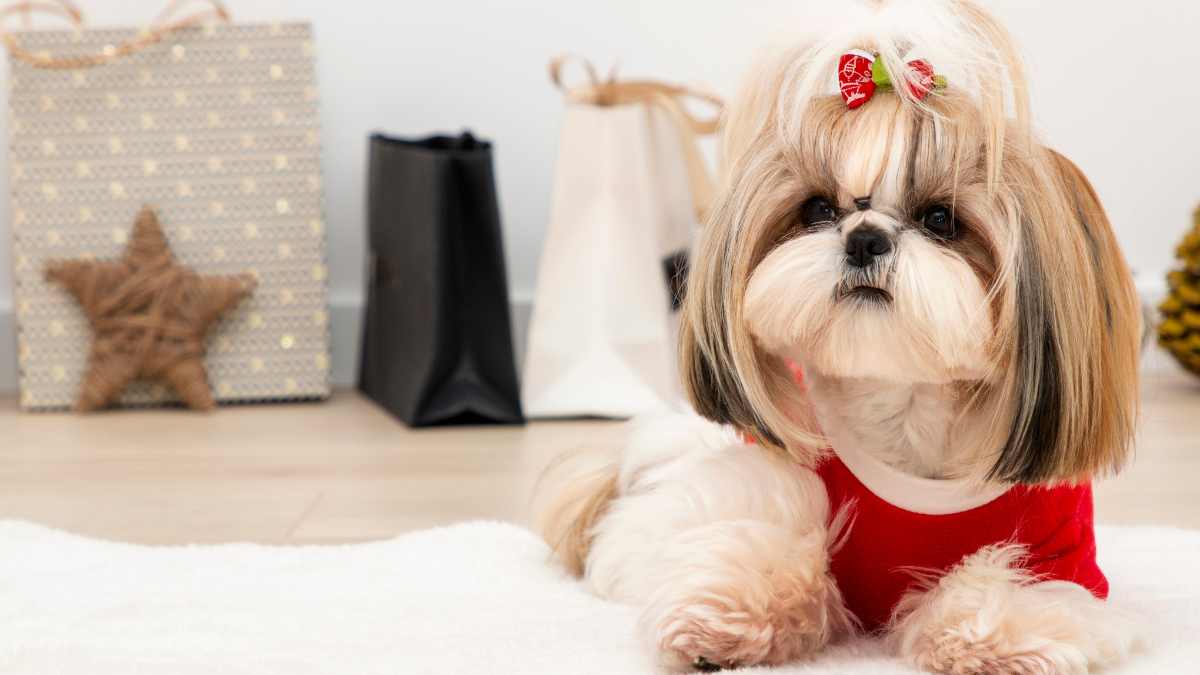 Como Adestrar um Shih Tzu