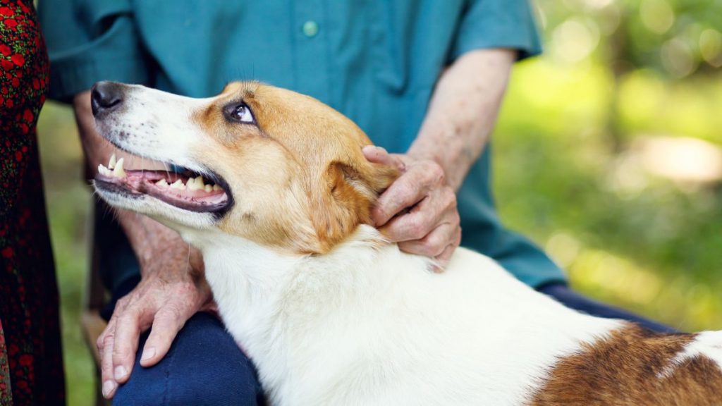 Benefícios que a companhia de um cão traz para idosos