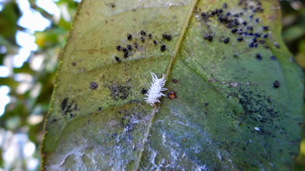 Pragas comuns em plantas